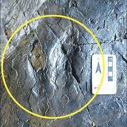 Descubiertas icnitas didáctilas producidas por dinosaurios carnívoros