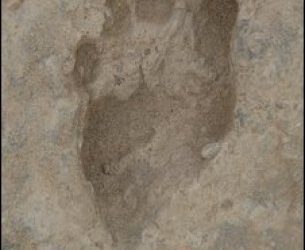 Icnitas homínidas de 1,5 millones de años