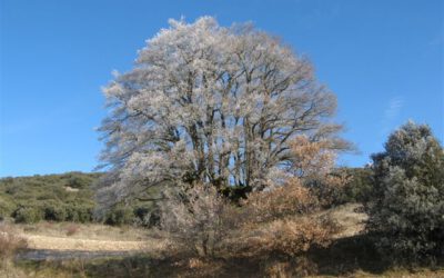 La termoluminiscencia y la edad de los yacimientos de Atapuerca