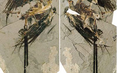 Descubierta una primitiva ave del Cretácico Inferior