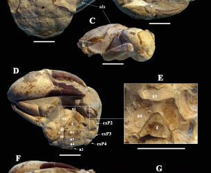 El cangrejo “moderno” más antiguo del mundo, sería español.
