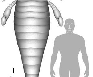 Descubierto un euripterido gigante en el Devónico