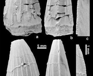 ¿Espinosáuridos africanos en Europa?