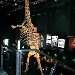 Una clasificación de paleontólogos de dinosaurios