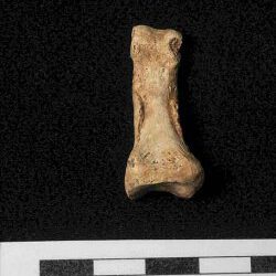 Encontrada una falange humana de hace 1,2 millones de años