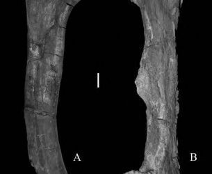 Fémures de dos dinosaurios distintos