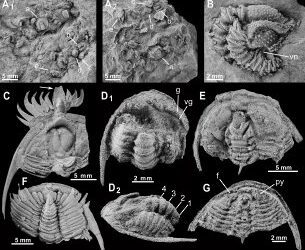Los trilobites del Cámbrico también se enrollaban.