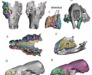 Reconstruyendo cráneos de insectívoros fósil a partir de material fragmentario 