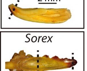 Estudiando el Hierro en los dientes de musaraña