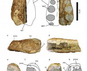 Cocodrilos de rostro alargado en el Cretácico Inferior de Teruel