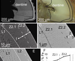 Descubierta la ultraestructura de los dientes rojos de las musarañas