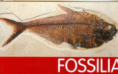 Fossilia: Una nueva exposición paleontológica