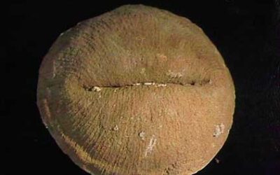 El Posgrado de Geología de la Universidad de Zaragoza con mención de calidad