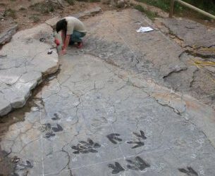 1 Jornadas Paleontológicas de la Comarca de las Tierras Altas