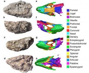 Descubriendo el lagarto gigante de La Palma