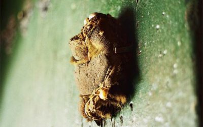 Una garra de oso de hace 400 años en la puerta de una iglesia