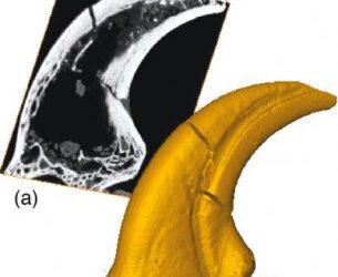 Sobre la poderosa garra de los terópodos dromaeosáuridos