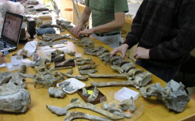 Nuevas fotografías de los últimos dinosaurios