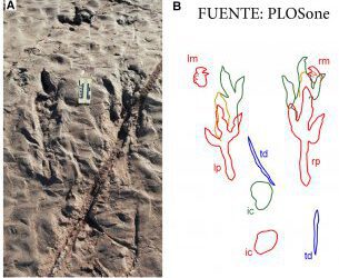 Huellas de manos de un dinosaurio terópodo del Jurásico