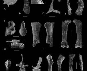 Cuáles eran y de donde venían los últimos dinosaurios de Europa