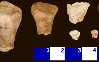 ¿Hipsilofodóntidos gigantes en España?
