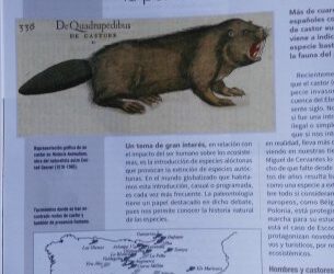 Un artículo de Gloria sobre los Castores en la revista Quercus