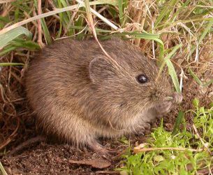 El Iberon en Atapuerca, el cuaternario Español y en la actualidad