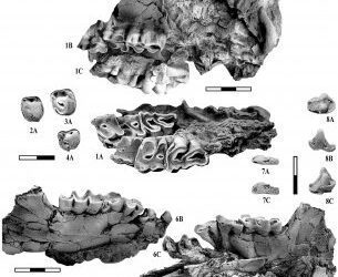 Iberolophus, un nuevo endemismo ibérico