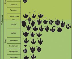 La madeja desenredada de las icnitas de grandes dinosaurios ornitópodos