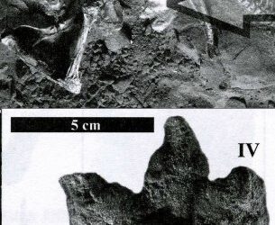 Encontrada una pisada de un dinosaurio junto a su esqueleto