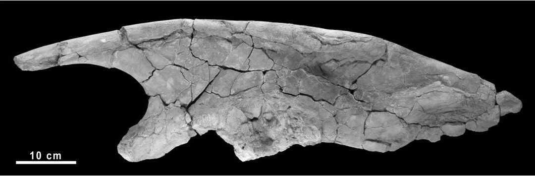 Descrito un nuevo ilion de un gran ornitópodo del Cretácico Inferior