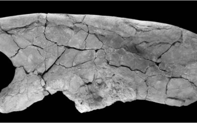 Descrito un nuevo ilion de un gran ornitópodo del Cretácico Inferior