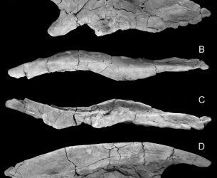 Descubierto un hueso de la cadera de un gran dinosaurio iguanodontoideo