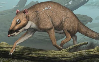 Encontrado el ancestro de las ballenas