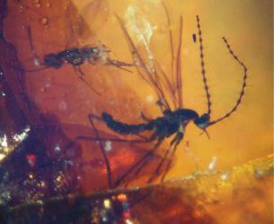 Una excepcional concentración de insectos en el ámbar de El Soplao