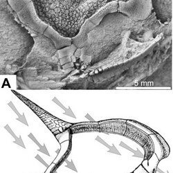 Un nuevo carpoideo de hace más de 500 millones de Años