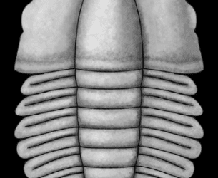Descrito uno de los trilobites fósiles más antiguos del mundo