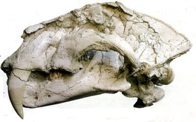 Batallones, una referencia mundial para el estudio de los dientes de sable