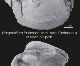 Nuevo estudio sobre las náyades del tiempo de los dinosaurios