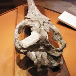 Cocodrilos fósiles de Normandía