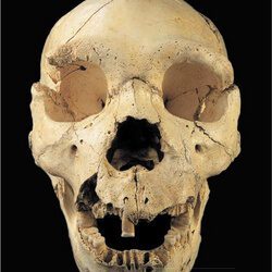 Nuevos datos sobre los hioides de la Sima de los Huesos