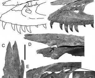 Los jóvenes tiranosáuridos solucionan sus disputas a mordiscos.