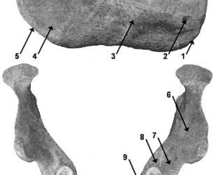 Homo heidelbergensis , el ilustre desconocido