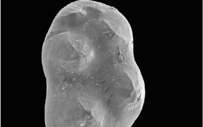 Nuevo estudio sobre los multituberculados del Cretácico Inferior de España