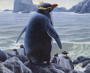 ADN antiguo proporciona información sobre la evolución de los pingüinos y desvela dos nuevos taxones de pingüinos extintos