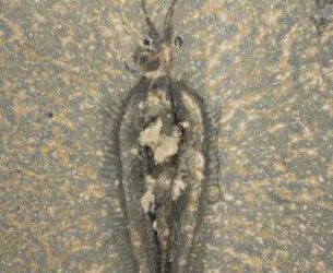 Los cefalópodos estaban en el Cámbrico