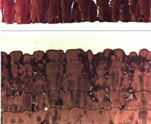 El estrés afectó la reproducción de los últimos titanosaurios de Europa