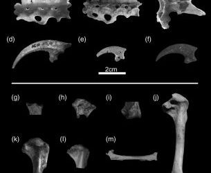 Las aves que convivían con los neandertales en el Musteriense de Aguilón