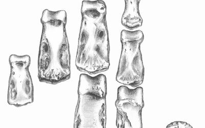 Investigadores del ICP demuestran que Homo es el único capaz de fabricar industria lítica