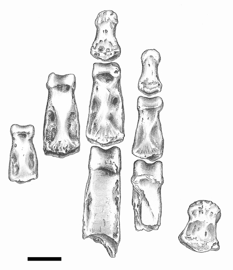 Investigadores del ICP demuestran que Homo es el único capaz de fabricar industria lítica